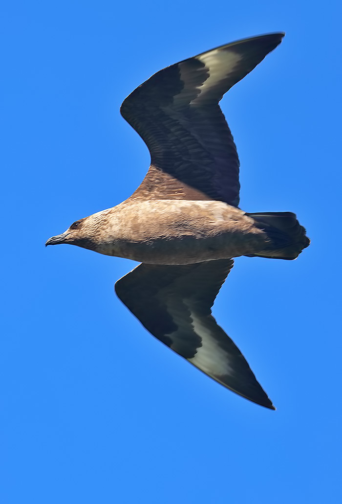 bonxie